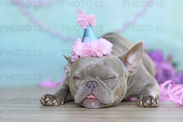 Birthday party dog making a funny face. Lilac French Bulldog with part hat lying down in front of blue background