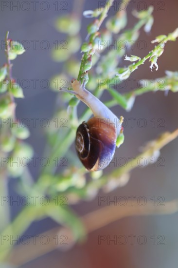 Small snails on a summer meadow, Saxony, Germany, Europe