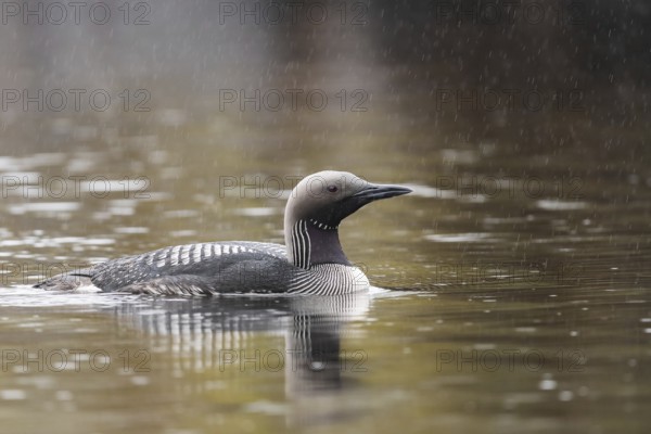 Black-throated loon (Gavia arctica) in rain in the water, Finnmark, Sweden, Europe