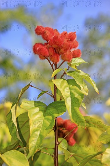 Achiote (Bixa orellana), fruits, Bixaceae