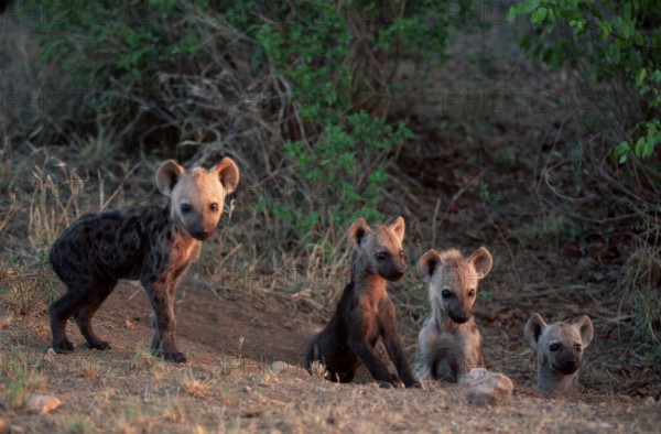 Spotted Hyaenas, cubs at den, Kruger National Park, South Africa (Crocuta crocuta), Tuepfelhyaenen, Jungtiere am Bau, Krueger Nationalpark, Suedafrika, Tüpfelhyäne, cub Hyaene, Hyäne