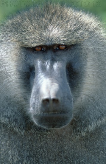 Anubis baboon (Papio anubis), male, Samburu game reserve, olive baboon (Papio cynocephalus anubis), olive baboon, male, Samburu game reserve, Kenya, Africa