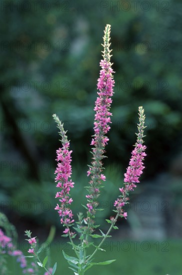 Red loosestrife (Lythrum salicaria)