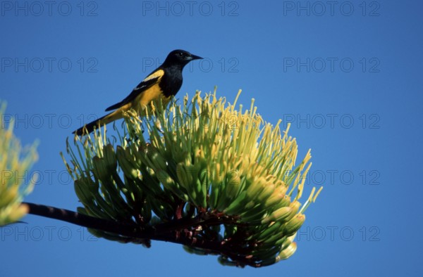 Scott's Oriole, Sonoran Desert, Arizona, USA (Icterus parisorum), Scott's Trupial, Sonoran Desert, Arizona, USA, North America