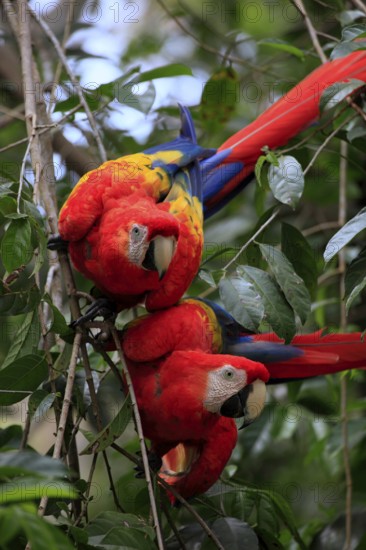 Scarlet macaw (Ara macao), Honduras, Central America