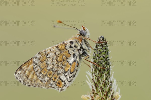 Plantain fritillary (Melitaea cinxia) with dewdrops on ribwort plantain (Plantago lanceolata), Provence, southern France