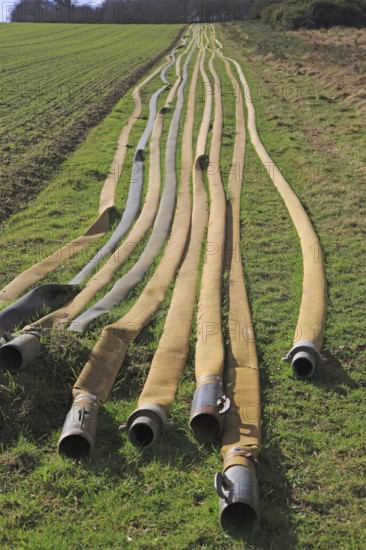 Long lines of irrigation hose pipes laid out on the ground, Shottisham, Suffolk, England, UK