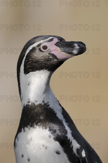 Humboldt penguin (Spheniscus humboldti), captive, occurring in South America