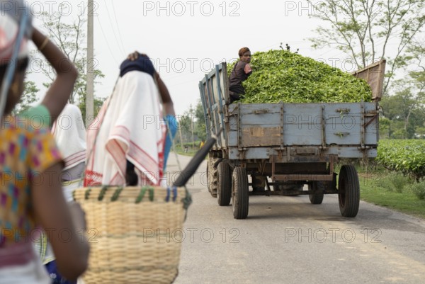 Bokakhat, India. 20 April 2024. A truck loaded with tea leaves going for processing, after collect from a tea estate, in Bokakhat, Assam, India. The tea industry in Assam is a significant and integral part of the global tea production and a major player in the economy of India. Assam, located in the northeastern part of India, is one of the world's largest tea-producing regions, known especially for its Assam tea, a black tea known for its body, briskness, malty flavor, and strong, bright color