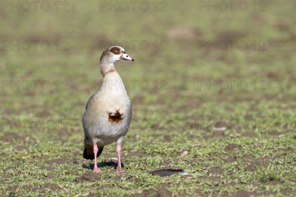 Egyptian goose (Alopochen aegyptiaca), adult bird, Wesel, Lower Rhine, North Rhine-Westphalia, Germany, Europe