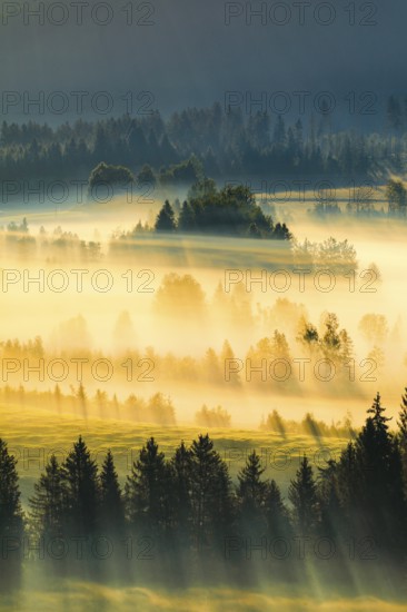 Fog and forest at the Rothenthurm high moor, Canton Schwyz, Switzerland, Europe