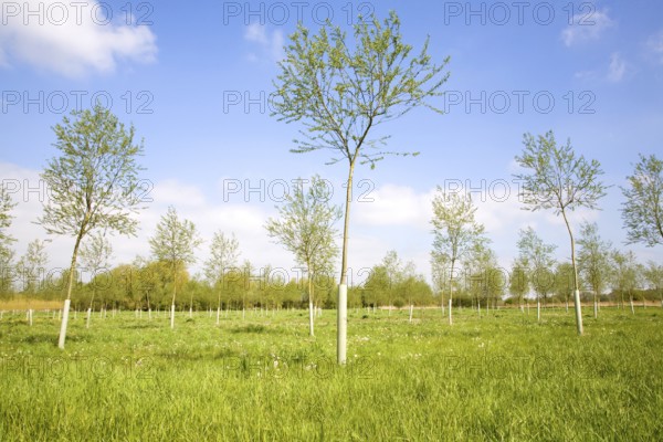 Young plantation of cricket bat willow trees, Salix Alba Caerulea, on River Deben floodplain, Pettistree, Suffolk, England, United Kingdom, Europe