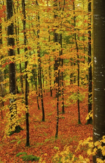 Wet beech forest in autumn on the Weissenstein, Swiss Jura in the canton of Solothurn, Switzerland, Europe