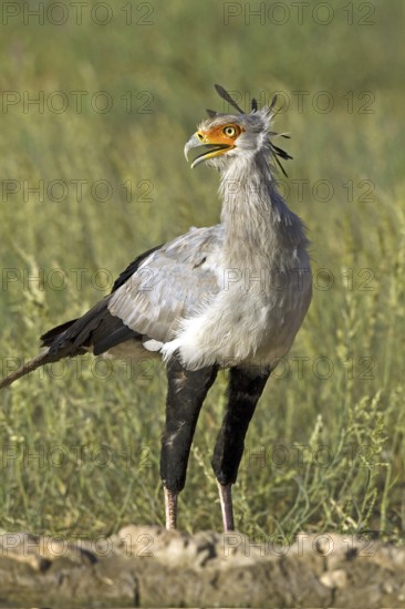 Secretary Bird, Sagittarius serpentarius) at the waterhole in the Kalahari South Africa