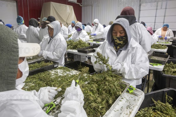 Paw Paw, Michigan, Migrant farmworkers at Grasshopper Farms trim the newly-harvested cannabis crop