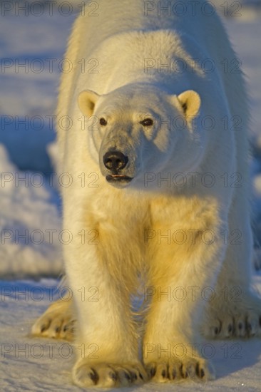 Polar bear on Spitsbergen, (Ursus maritimus), polar bear, Svalbard, Spitsbergen, Norway, Europe