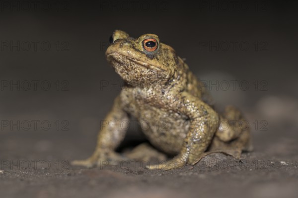 Common toad (Bufo bufo), single male, on the way to spawning waters, evening, toad migration, Bottrop, Ruhr area, North Rhine-Westphalia, Germany, Europe