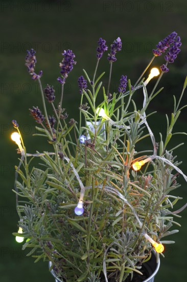 Lavender (Lavandula), with fairy lights, North Rhine-Westphalia, Germany, Europe