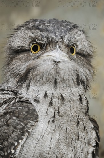 Tawny frogmouth (Podargus strigoides), portrait, captive, occurrence in Australia