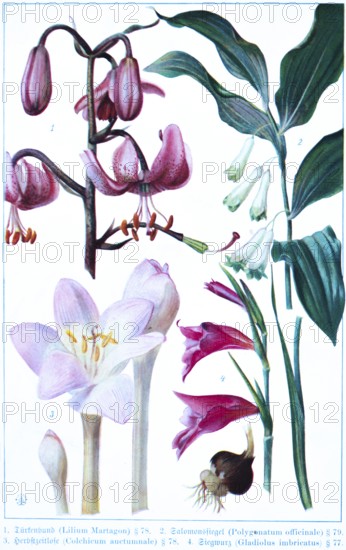 Botany, Turk's cap (Lilium Martagon), Solomon's seal (Polygonatum officinale), autumn crocus (Colchicum auctumnale), gladiolus (Gladiolus imbricatus), historical illustration 1900