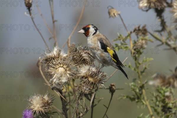 European goldfinch (Carduelis carduelis) adult bird on a Spear thistle seedhead in the summer, England, United Kingdom, Europe