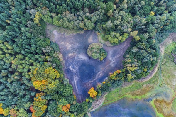 Mixed forest in autumn, colouring, aerial view, forest, autumnal, Ahlhroner Fischteiche, Niedersächsische Landesforst, Ahlhorn, Lower Saxony, Germany, Europe