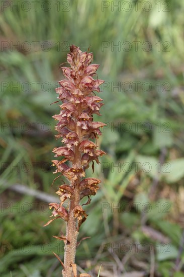 Greater broomrape (Orobanche rapum-genistae), a subspecies of the spiderwort family (Orobanchaceae) is endangered in Germany, on a wooded area with broom (Genista), Wilnsdorf, North Rhine-Westphalia, Germany, Europe