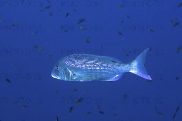 Common dentex (Dentex dentex) in the Mediterranean Sea near Hyères. Dive site Giens Peninsula, Côte d'Azur, France, Europe