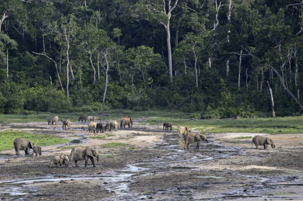 African forest elephants (Loxodonta cyclotis) in the Dzanga Bai forest clearing, Dzanga-Ndoki National Park, Unesco World Heritage Site, Dzanga-Sangha Complex of Protected Areas (DSPAC), Sangha-Mbaéré Prefecture, Central African Republic, Africa