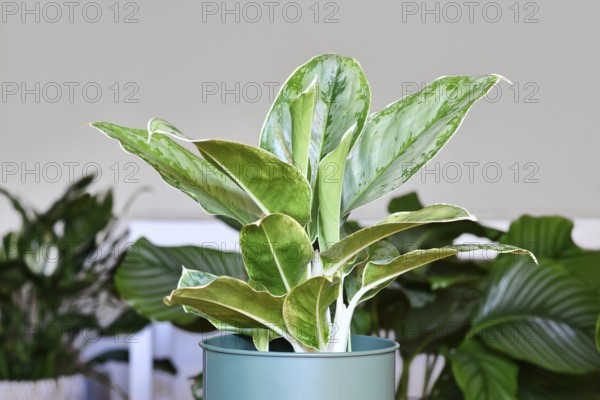 Potted tropical 'Aglaonema Royal Diamond' houseplant with silver pattern