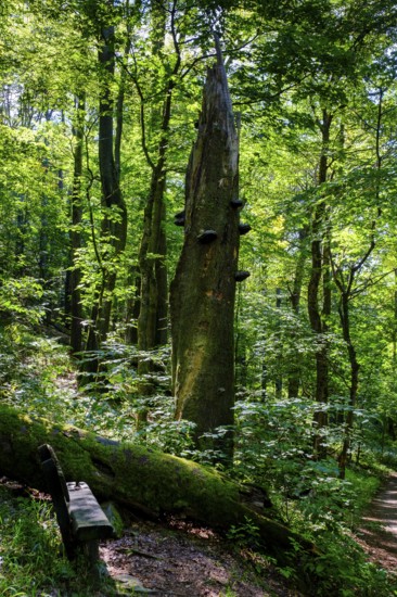 Mountain forest with dead trees, Milseburg, near Hofbieber, Kuppenrhön, Rhön, Hesse, Germany, Europe