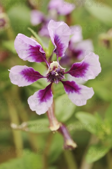 Quiverflower 'Vienco Lavender' (Cuphea llavea), flower, ornamental plant, North Rhine-Westphalia, Germany, Europe