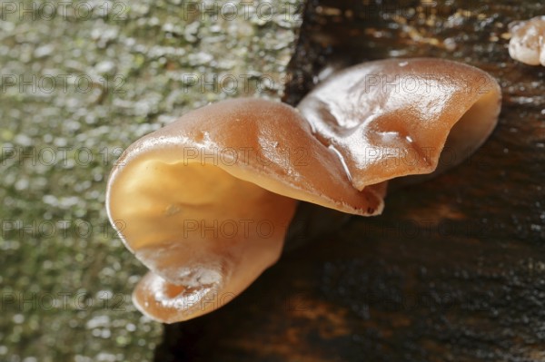 Judas ear or elder mushroom (Hirneola auricula-judae, Auricularia auricula-judae), North Rhine-Westphalia, Germany, Europe