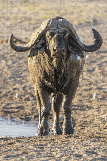 Buffalo, Syncerus caffer, portrait vertical of wild animal facing the camera, full size. Savuti, Chobe National Park, Botswana, Africa