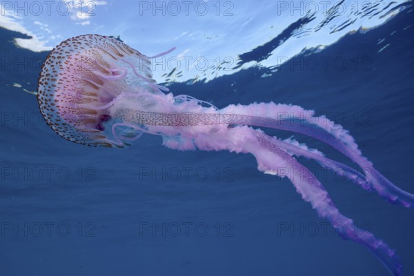 A mauve stinger (Pelagia noctiluca) swims beneath the blue sea surface. Dive site Cap de Creus Marine Protected Area, Rosas, Costa Brava, Spain, Mediterranean Sea, Europe