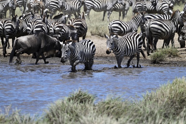 Blue wildebeests (Connochaetes taurinus) and zebras (Equus burchelli) by the pond, Serengeti National Park, Tanzania, Africa