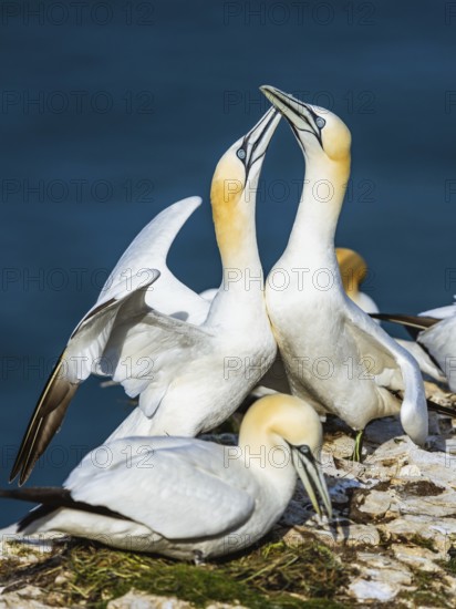 Northern Gannet, Morus bassanus, bird in flight over sea, Bempton Cliffs, North Yorkshire, England, United Kingdom, Europe