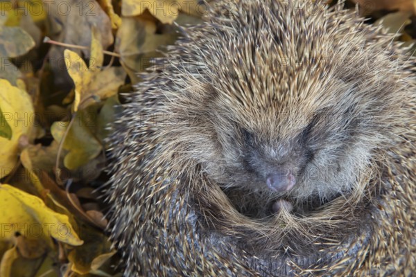 European hedgehog (Erinaceus europaeus) adult animal resting on fallen autumn leaves, England, United Kingdom, Europe