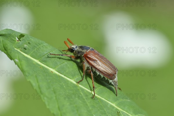 Northern cockchafer (Melolontha hippocastani), male, on a leaf of a horse chestnut (Aesculus hippocastanum), Wilnsdorf, North Rhine-Westphalia, Germany, Europe