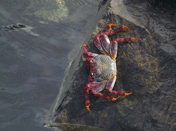 A red rock crab (Grapsus adscensionis) sits on a rock at the water's edge. Puerto de Santiago, Tenerife, Canary Islands, Spain, Europe