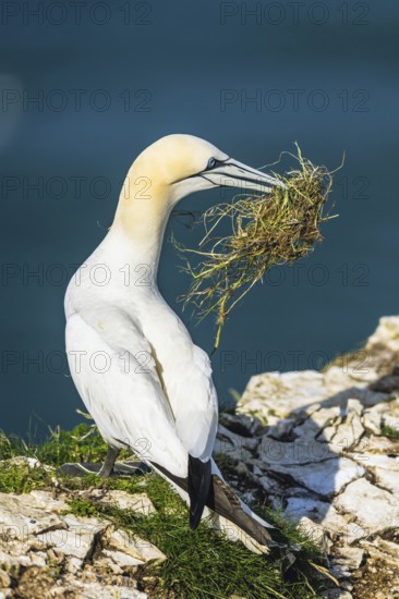 Northern Gannet, Morus bassanus, bird on cliff, Bempton Cliffs, North Yorkshire, England, United Kingdom, Europe