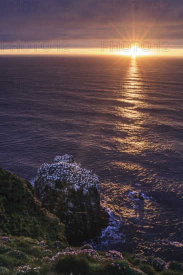 Bird cliffs on a steep coast in front of the sea, midnight sun, gannets (Morus bassanus), colony, Langanes, Iceland, Europe