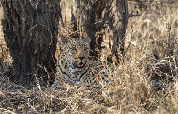 Leopard (Panthera pardus) lying down, adult female, Kruger National Park, South Africa, Africa