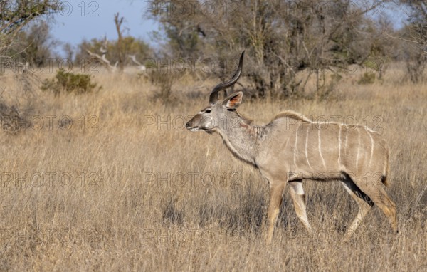 Greater Kudu (Tragelaphus strepsiceros) in dry grass, adult male, Kruger National Park, South Africa, Africa