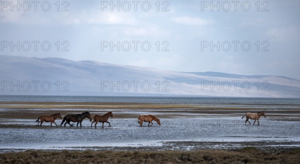 A herd of horses runs through the water at Song Kul mountain lake, Naryn region, Kyrgyzstan, Asia