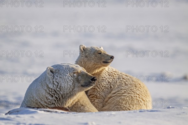 Polar bears (Ursus maritimus), polar bear mother and young in the snow, Kaktovik, Arctic National Wildlife Refuge, Alaska, USA, North America