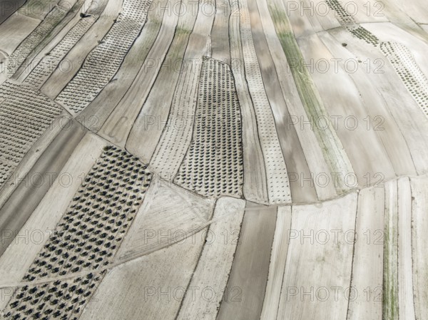 Farmland and cultivated olive trees (Olea europaea) . Aerial view. Drone shot. Granada province, Andalusia, Spain, Europe