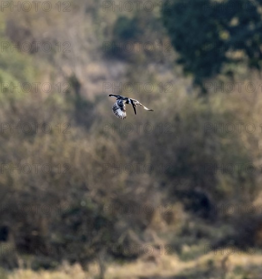 Pied kingfisher (Ceryle rudis) in flight hunting for fish, Kruger National Park, South Africa, Africa