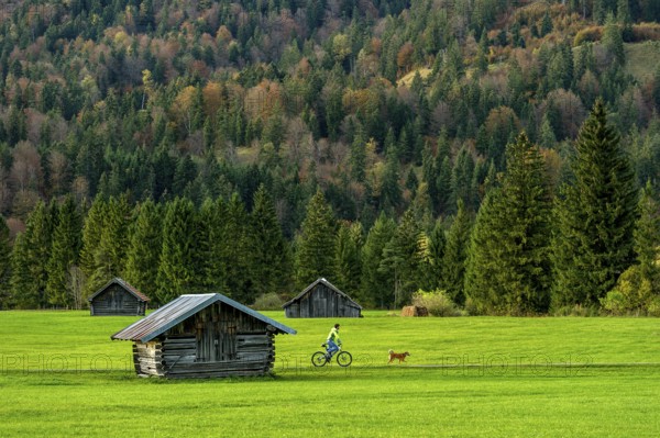 Green meadow with log cabins, wooden hay huts, cyclist, man on bicycle walking dog, forest, mountain, Wallgau, Upper Bavaria, Bavaria, Germany, Europe