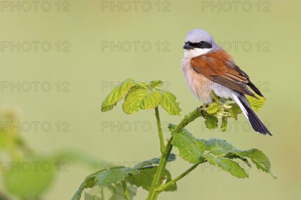 Red-backed shrike, red-backed shrike, thorn-backed shrike, family of shrikes, (Lanius collurio), male, Hockenheim, Baden-Württemberg, Germany, Europe